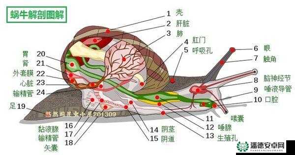 三位一体2游戏攻略，巧妙应对蜗牛挡道，助你轻松过关秘籍！