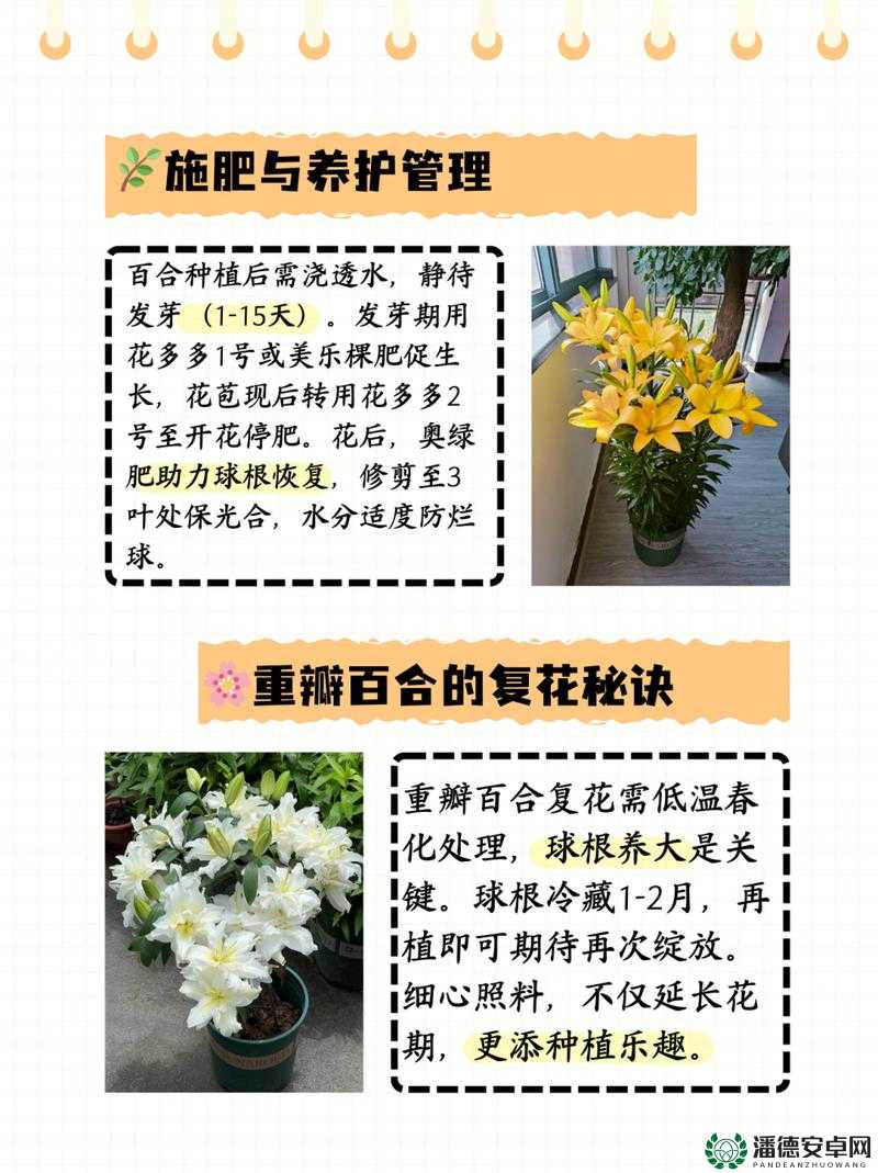 百合用多深的盆种：深度对百合生长的重要影响及注意事项