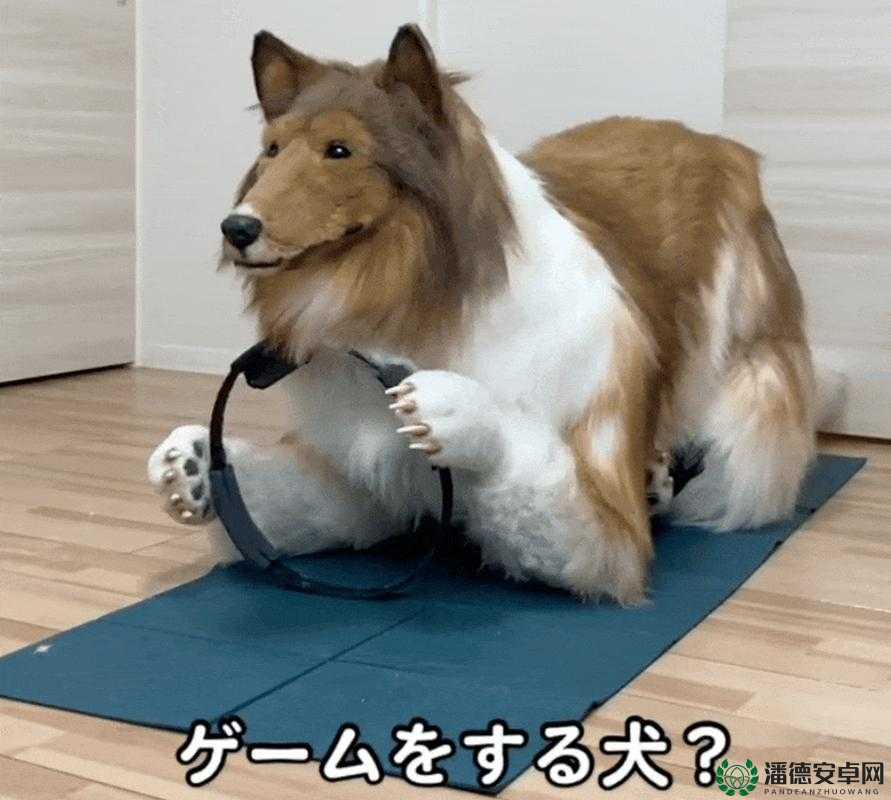 日本 mindup 狗与普通版对比：功能、特点、价格全解析