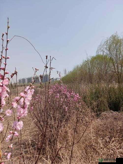 狠狠爱校园春色：探寻校园中那令人心醉的春日美景
