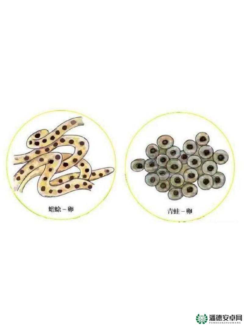 蝌蚪窝亚洲：探寻亚洲蝌蚪的奥秘