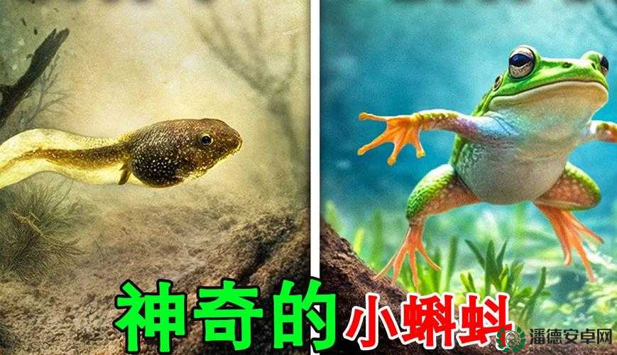蝌蚪窝 xxx 带来的独特探索与发现
