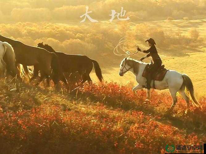 大地资源免费第二页：畅享丰富资源的宝藏之地