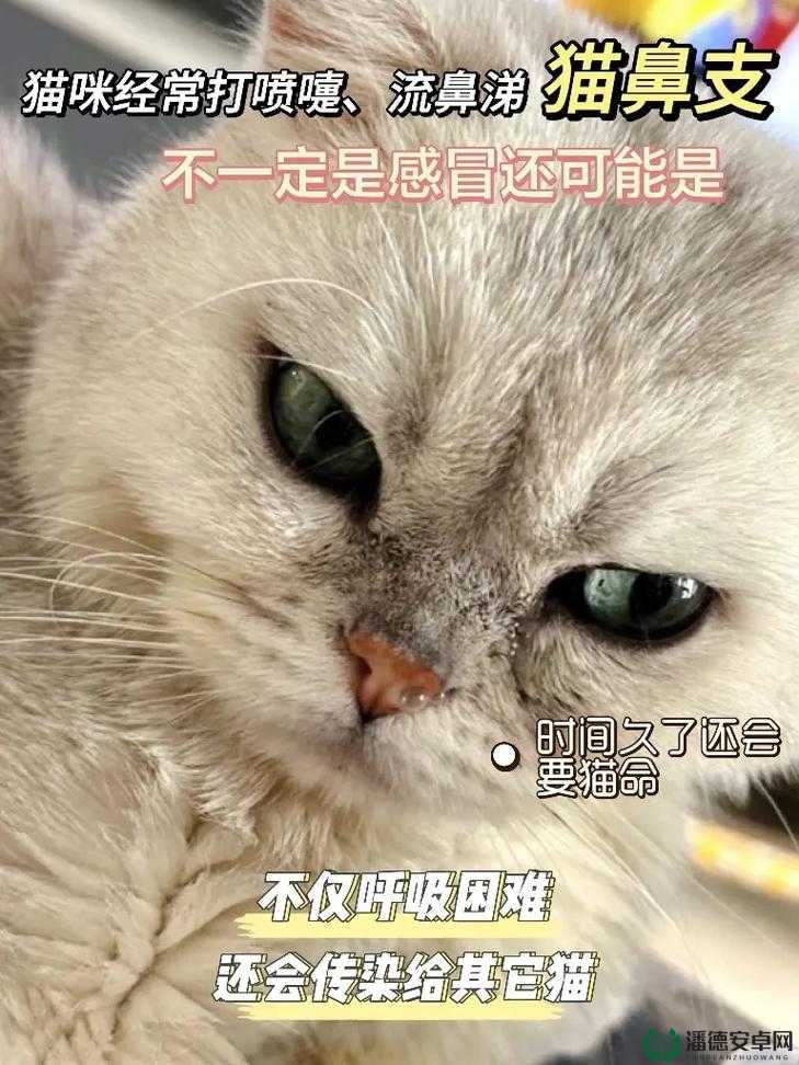 猫咪流鼻涕口水怎么回事？是什么原因导致猫咪出现这种情况？