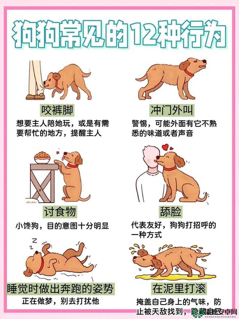 60条狗的日常生活与行为习惯解析：从轻度自调任务看宠物犬的独特魅力