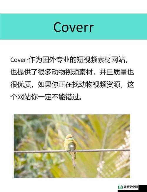 如何在视频素材中发现美？探索 2003 年高清动物世界在 2003 年，动物们是如何生活的？高清视频素材呈现2003 年高清动物视频素材，带你领略动物世界的奇妙2003 年高清人物动物视频素材，感受大自然的魅力2003 年高清动物视频素材，带你了解动物的奇妙之处2003 年高清人物动物视频素材，探索动物世界的奥秘