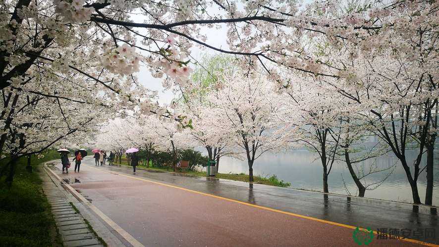 春雨游客登录版下载安装最新版：详细步骤与使用指南，轻松获取最新功能与体验