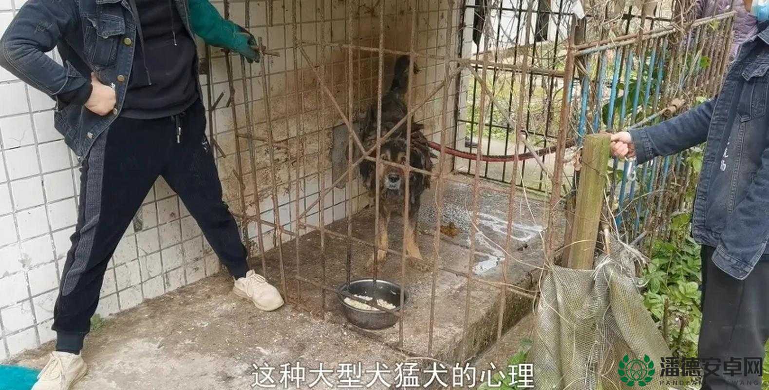 为什么藏獒会吃主人？专家深度解析背后原因