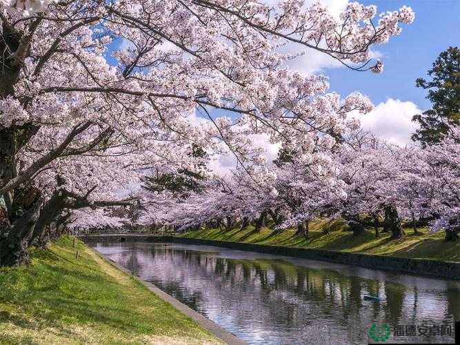 想知道樱花官方正版官网的入口苹果在哪？快来一探究竟或：樱花官方正版官网的入口苹果究竟如何获取？答案在这里或：还在苦苦寻找樱花官方正版官网的入口苹果？看这里就对了