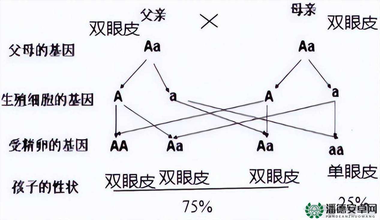 为什么儿子和母亲生的孩子 DNA 会生成？这种情况正常吗？