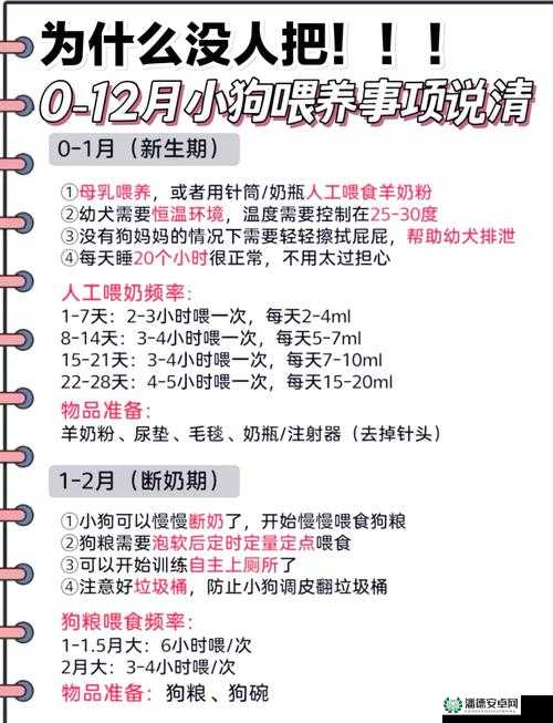 图文通关秘籍，如何巧妙利用文字的力量给狗狗喂食狗粮？
